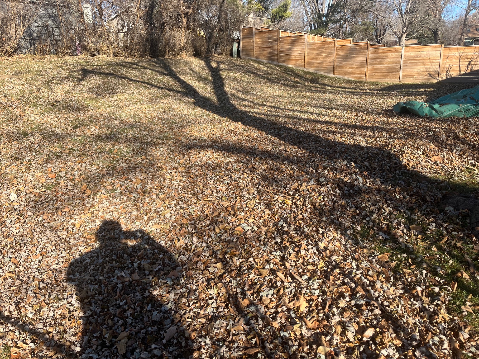 Fall Leaf Cleanup Service