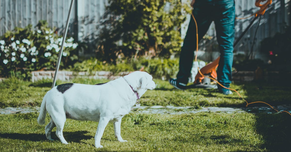 a white dog stands alert in a garden while a person mows the lawn on a sunny day