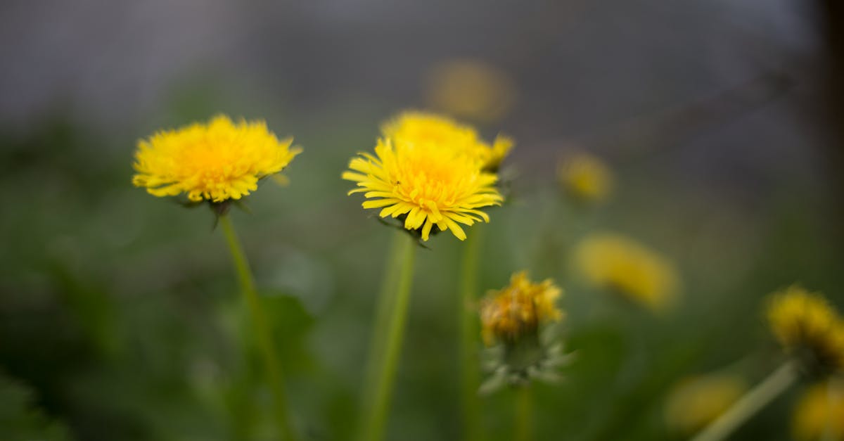 vibrant yellow dandelions in full bloom capturing the essence of spring outdoors